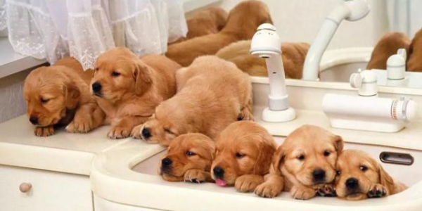 宠物店新风安装